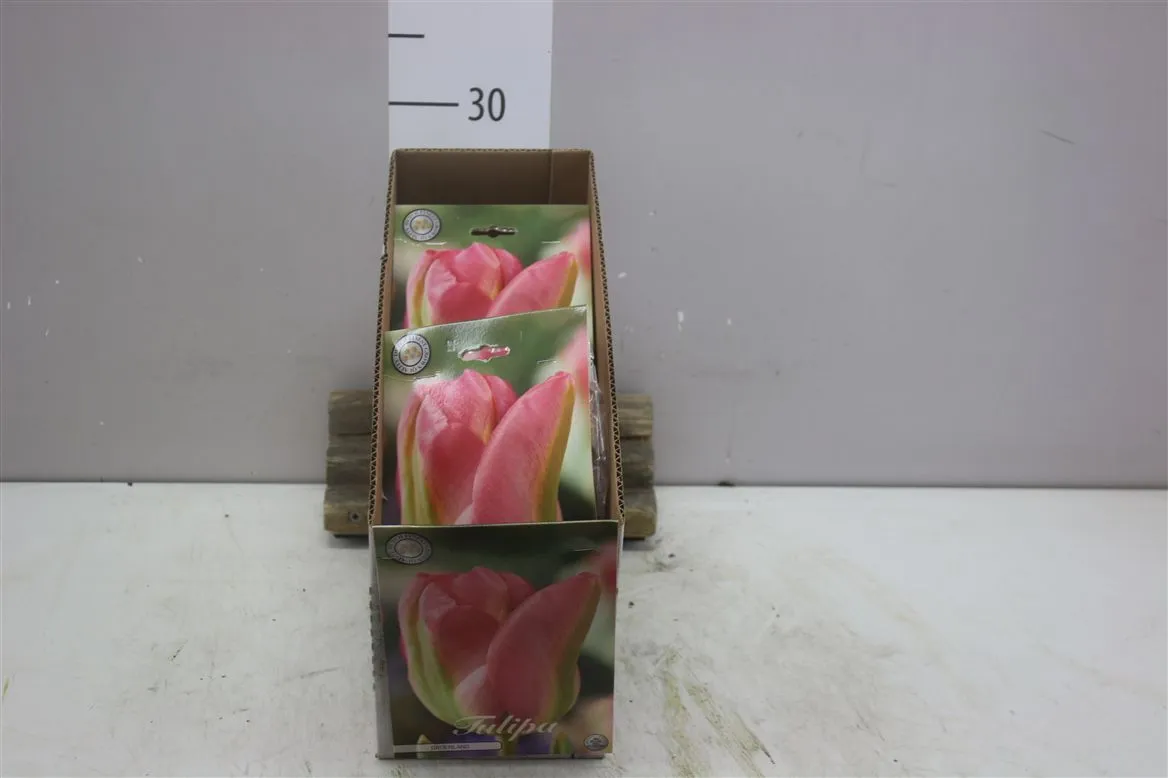 Bol Tulipa Groenland X7