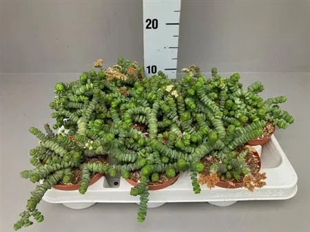 Crassula Hottentot 10,5 Cm • črepník 11 cm