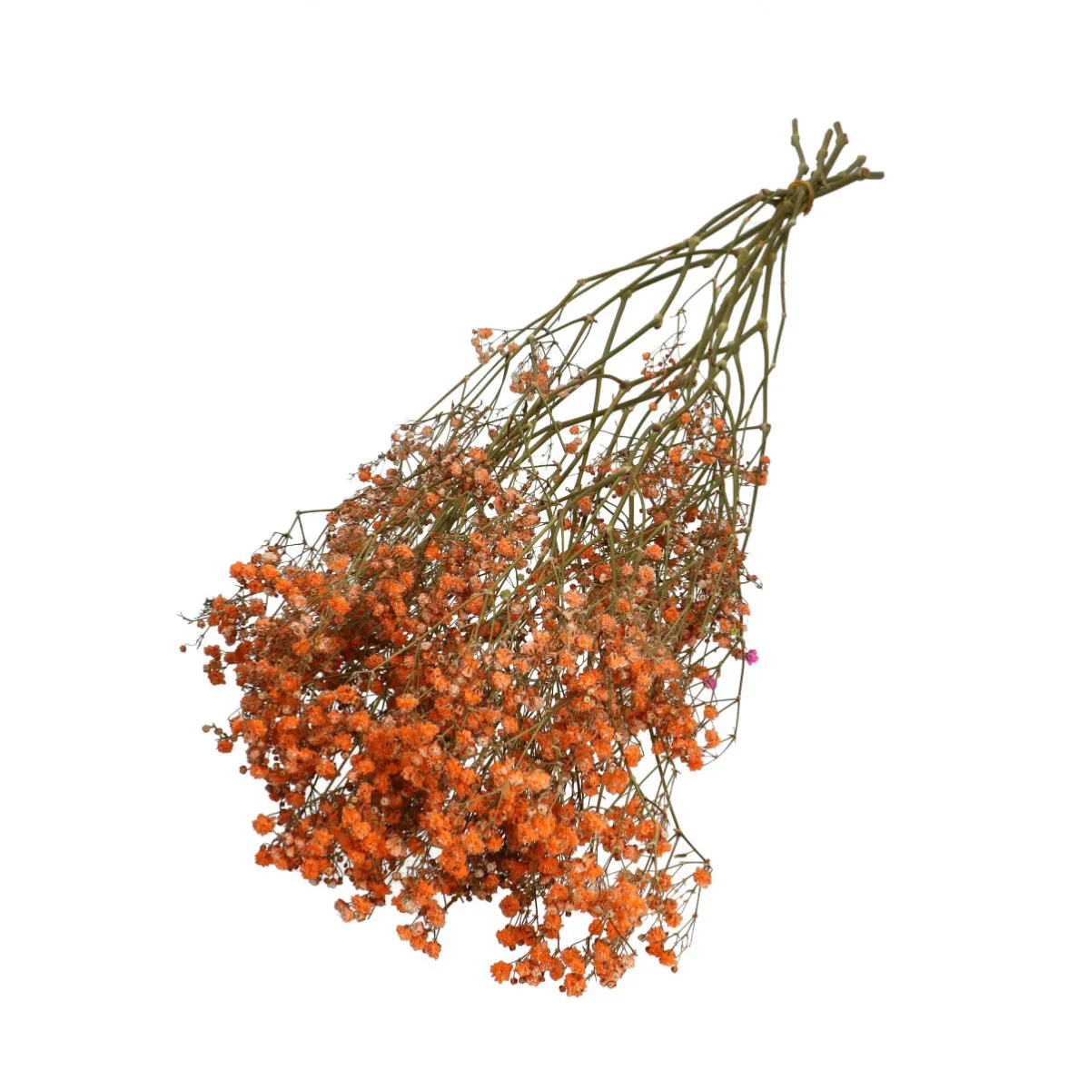Sušená gypsomilka oranžová 70 cm, 50 g