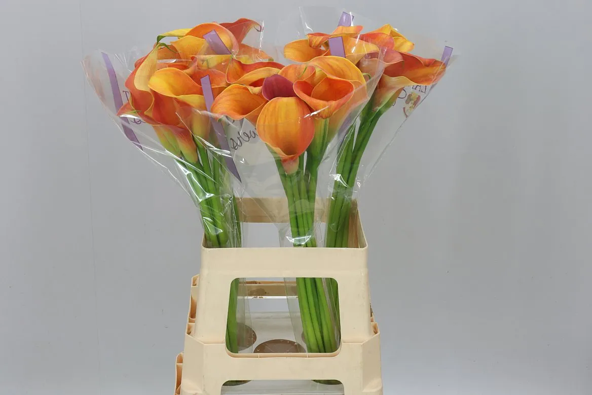 Zant Orange Pride • 65 cm