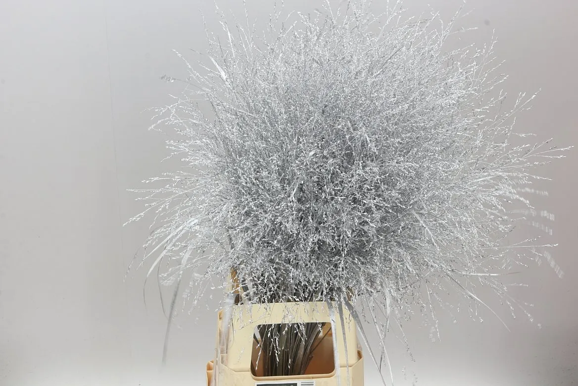 Panicum farbené Silver • 95 cm