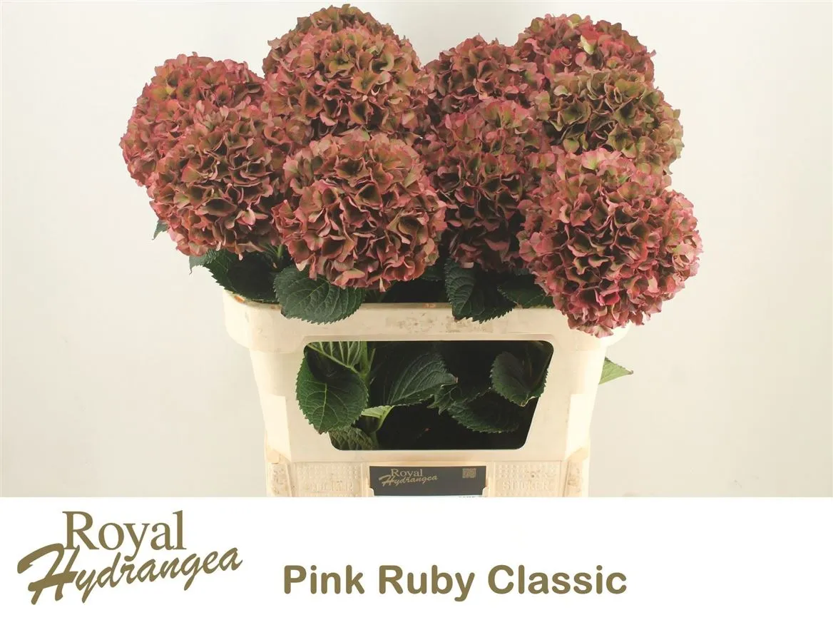Hyd Ruby Pink Classic • 80 cm