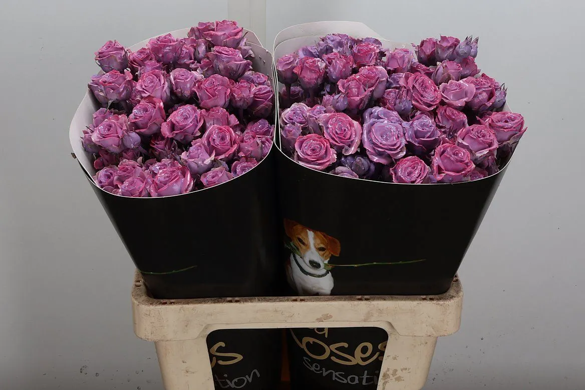 Ruža trsová Wx Classic Lavender • 60 cm
