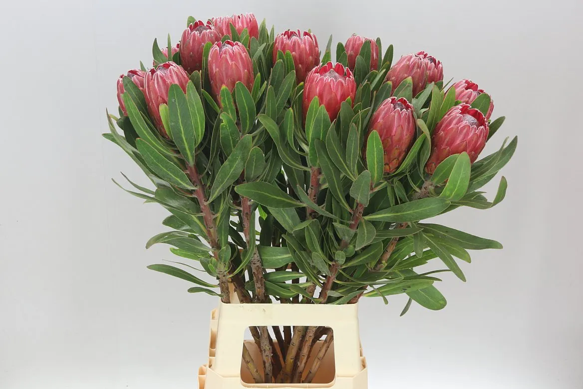 Protea Red Ice • 80 cm