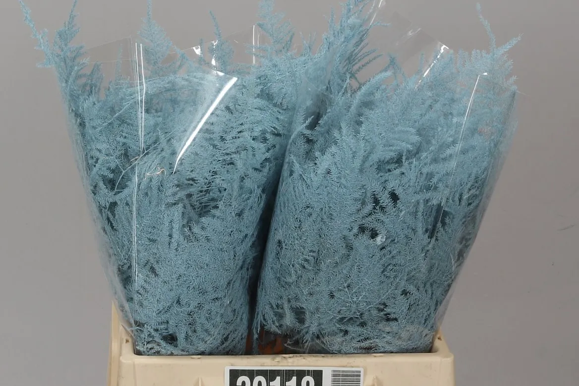 Asparágus 1e Veren Light Blue • 45 cm