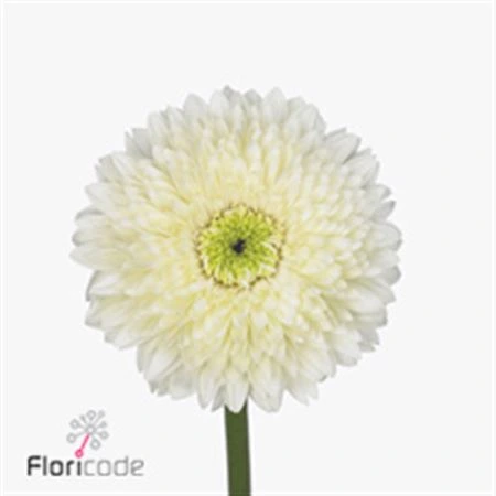 Gerbera Pomp Moon Kick • 45 cm