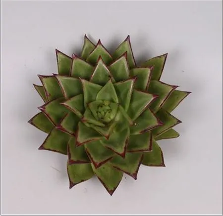 Echeveria Lipstick Cutflowers • 10 cm