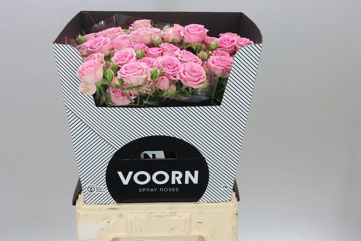 Rosa Tr Madam Sofie New • 70 cm