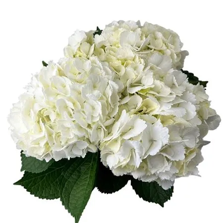 Hyd. White Box X15 • 60 cm