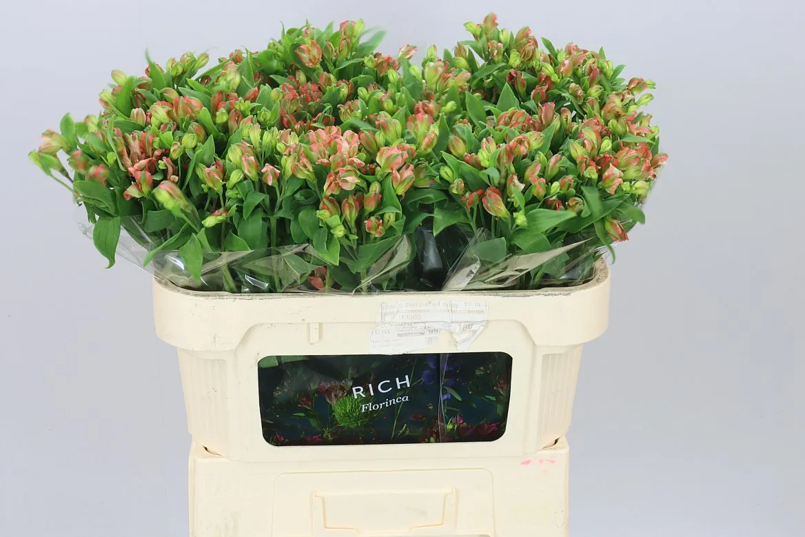 Alstroméria Charm Coral • 70 cm