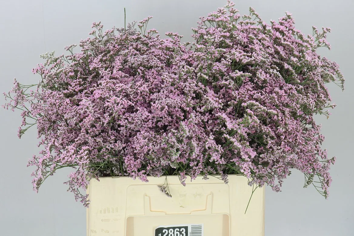 Limónium Saf Oshi Pink • 60 cm