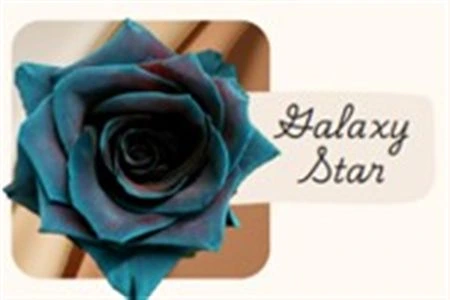 Ruža farbená Galaxy Star, Ekvádor • 50 cm