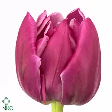 Tulipa Du Double Princess