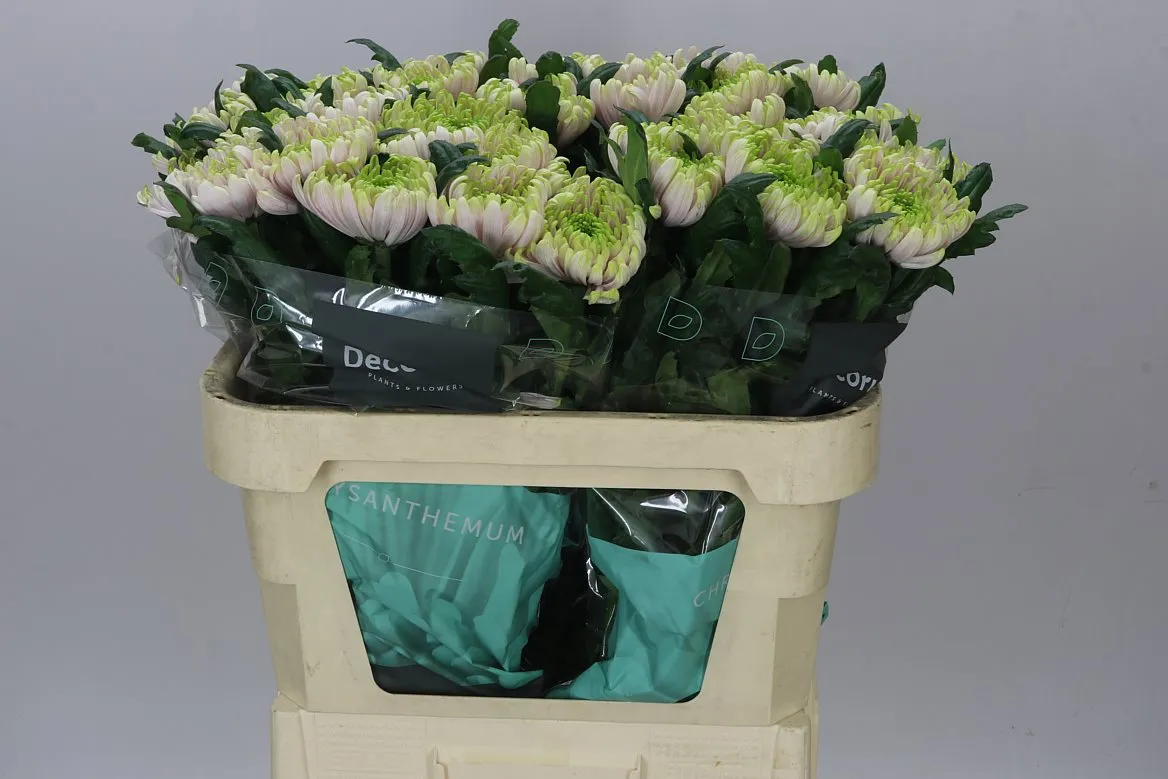 Chr G Rossano Charlotte • 70 cm