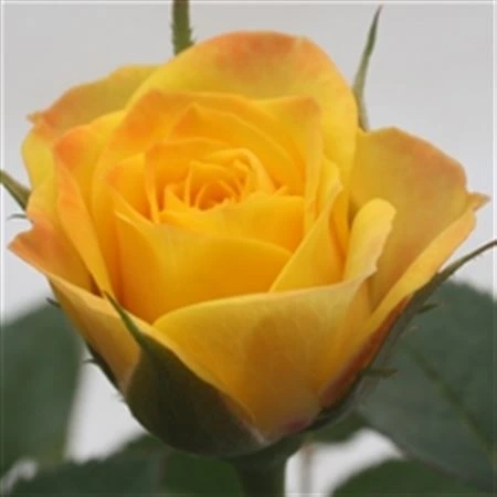 Ruža črepníková Jewel Yellow • črepník 10 cm