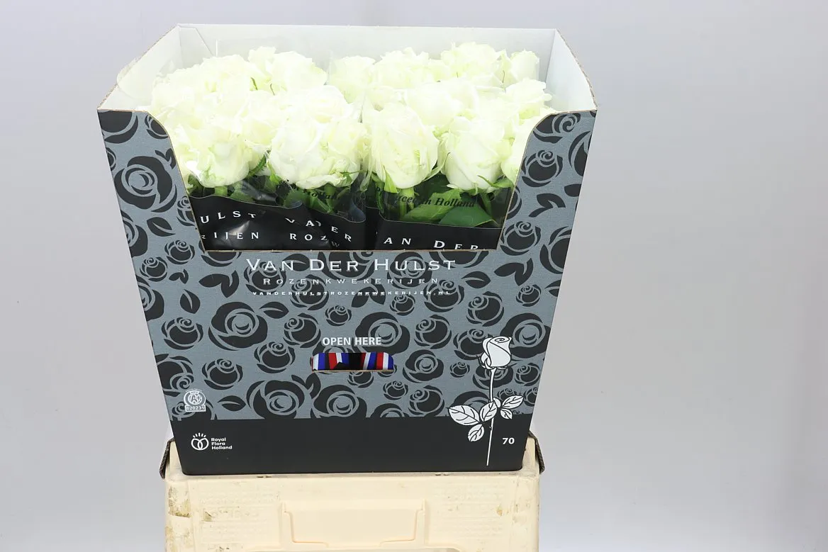 Ruža Noelia • 70 cm