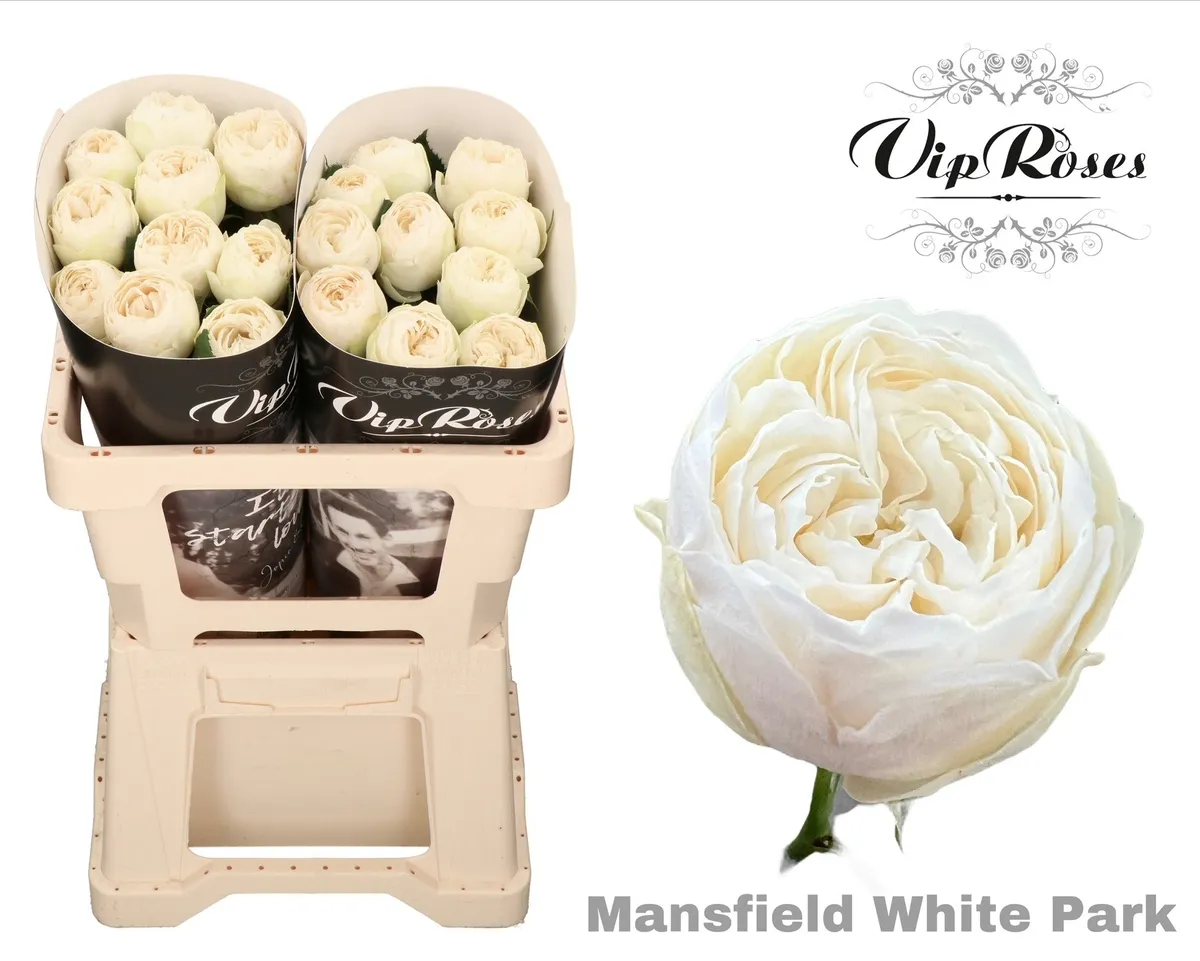 R Gr Mansfield White Park • 50 cm