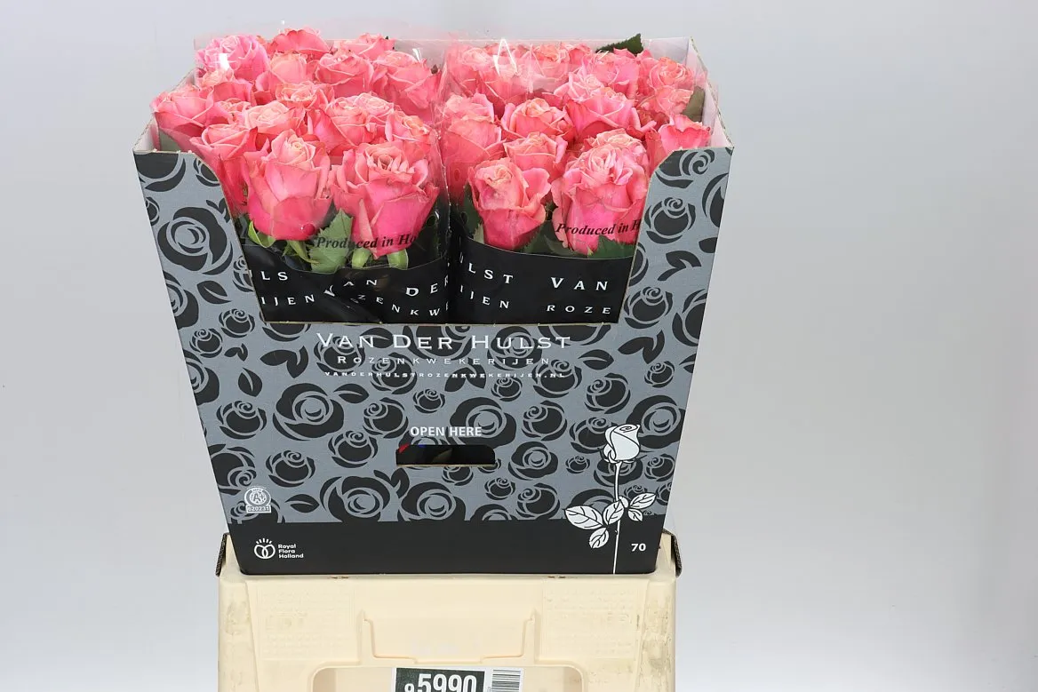 Rosa Gr Adele • 70 cm