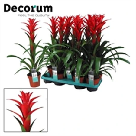 Guzmania Ostara • črepník 13 cm