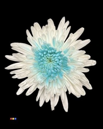 Chryzantéma veľkokvetá Ana White + Light Blue • 70 cm