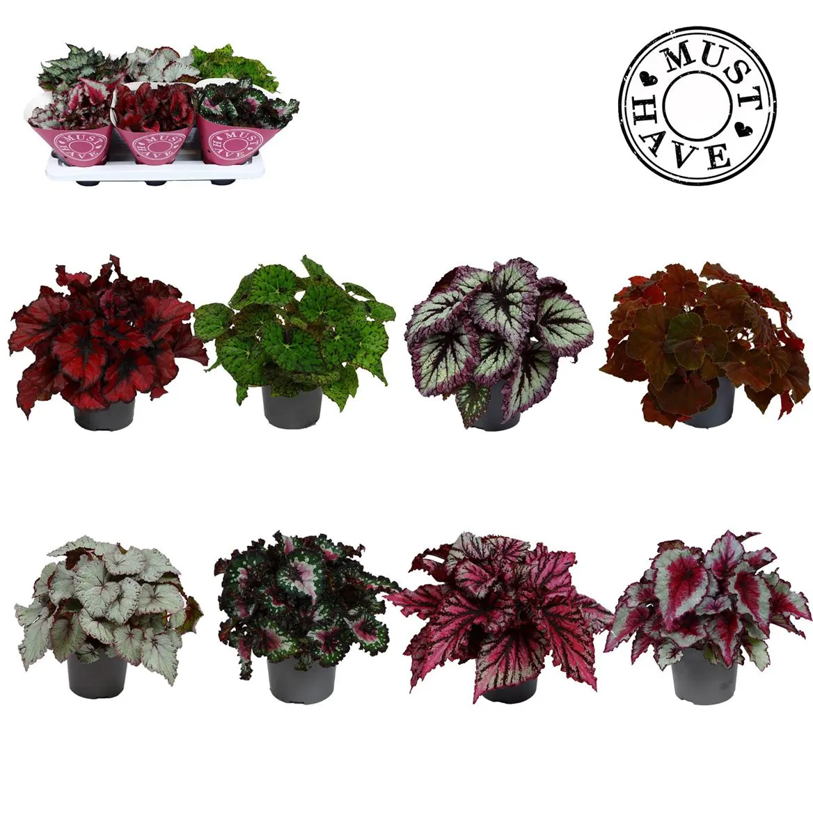 Bladbegonia Rex Gemengd Must Have • črepník 13 cm