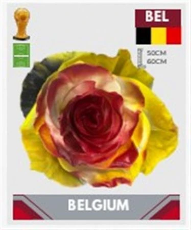 Ruža farbená Fb Belgium, Ekvádor • 50 cm