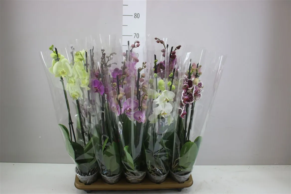 Phal Gemengd 3 Tak Ex • črepník 12 cm