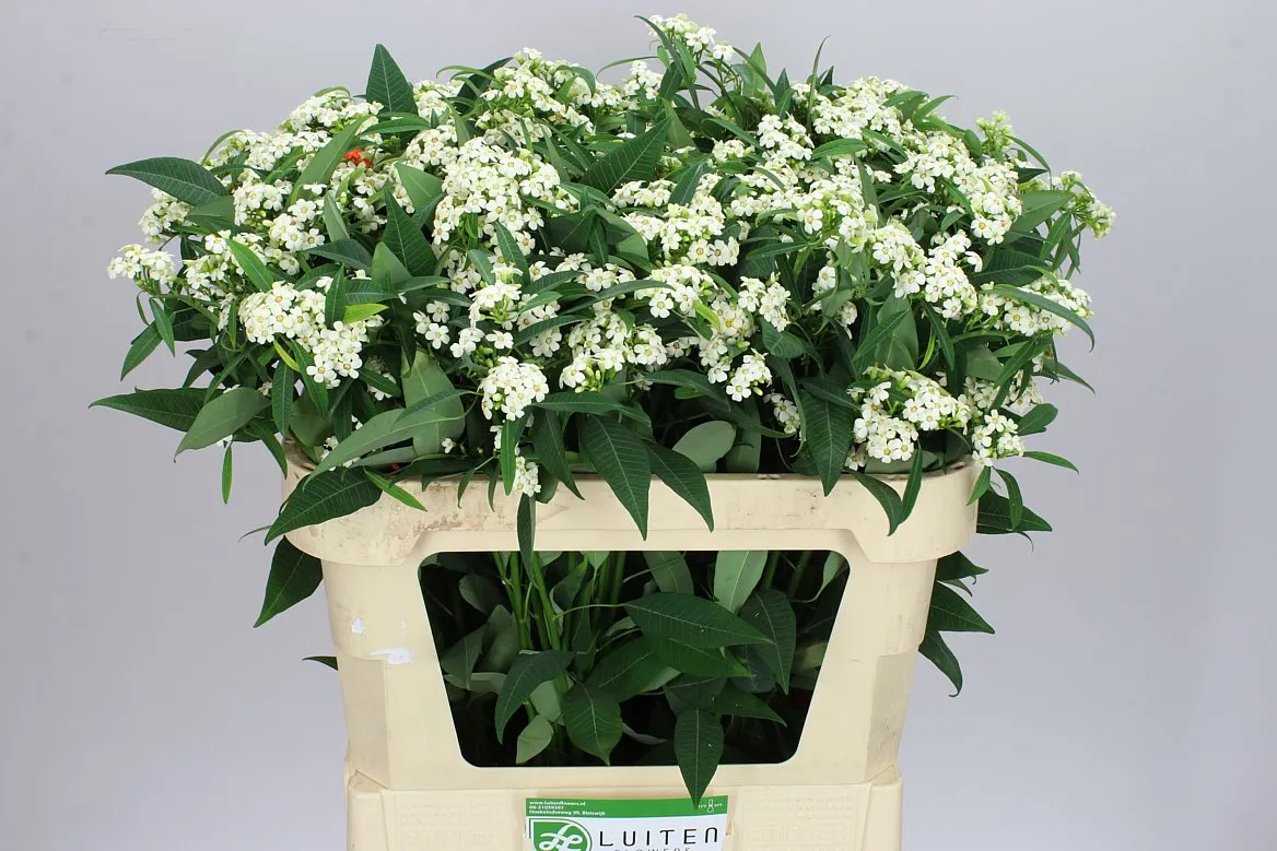 Euphorbia F T Quicksilver • 75 cm