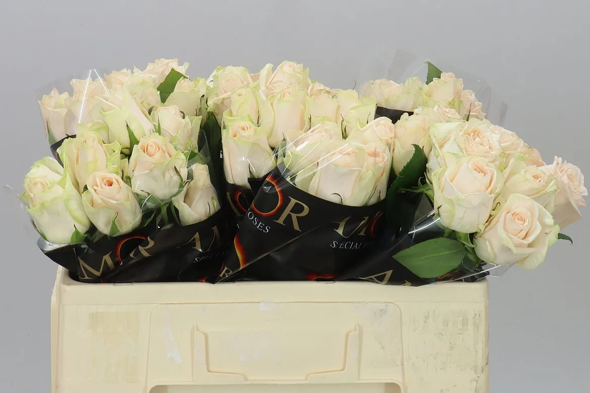 Ruža Wedding Rose • 50 cm
