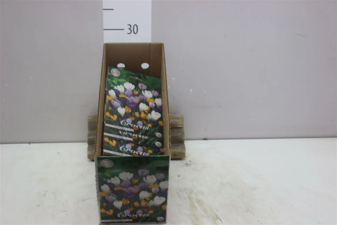 Bol Crocus Vernus mix X10