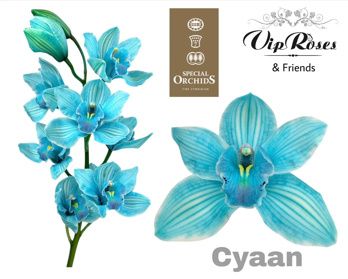 Orchidea Cymbidium farbená Cyaan • 80 cm
