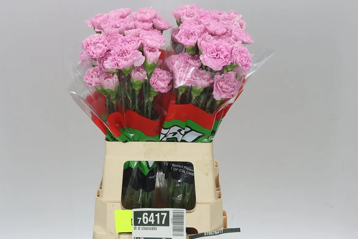 Karafiát Clearwater • 65 cm