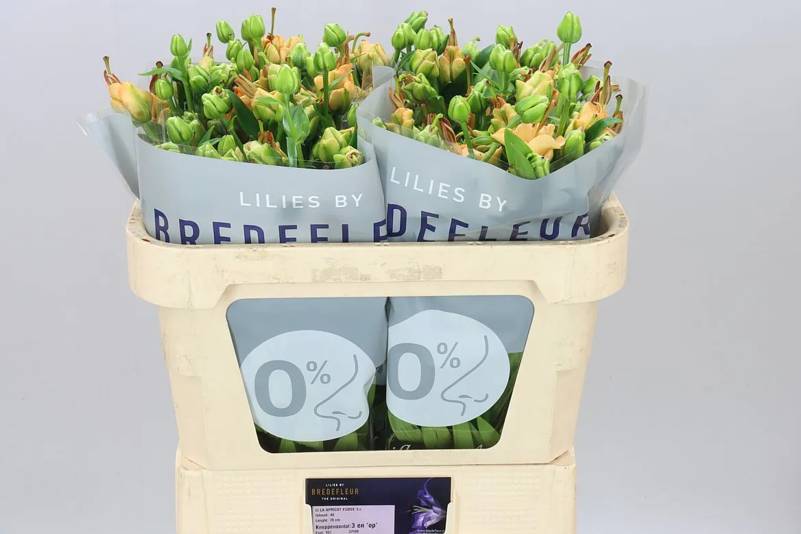 Lil La Apricot Fudge • 70 cm
