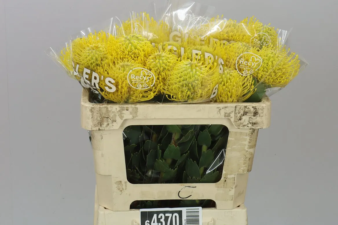 Leucospermum Ayoba Yellow • 50 cm