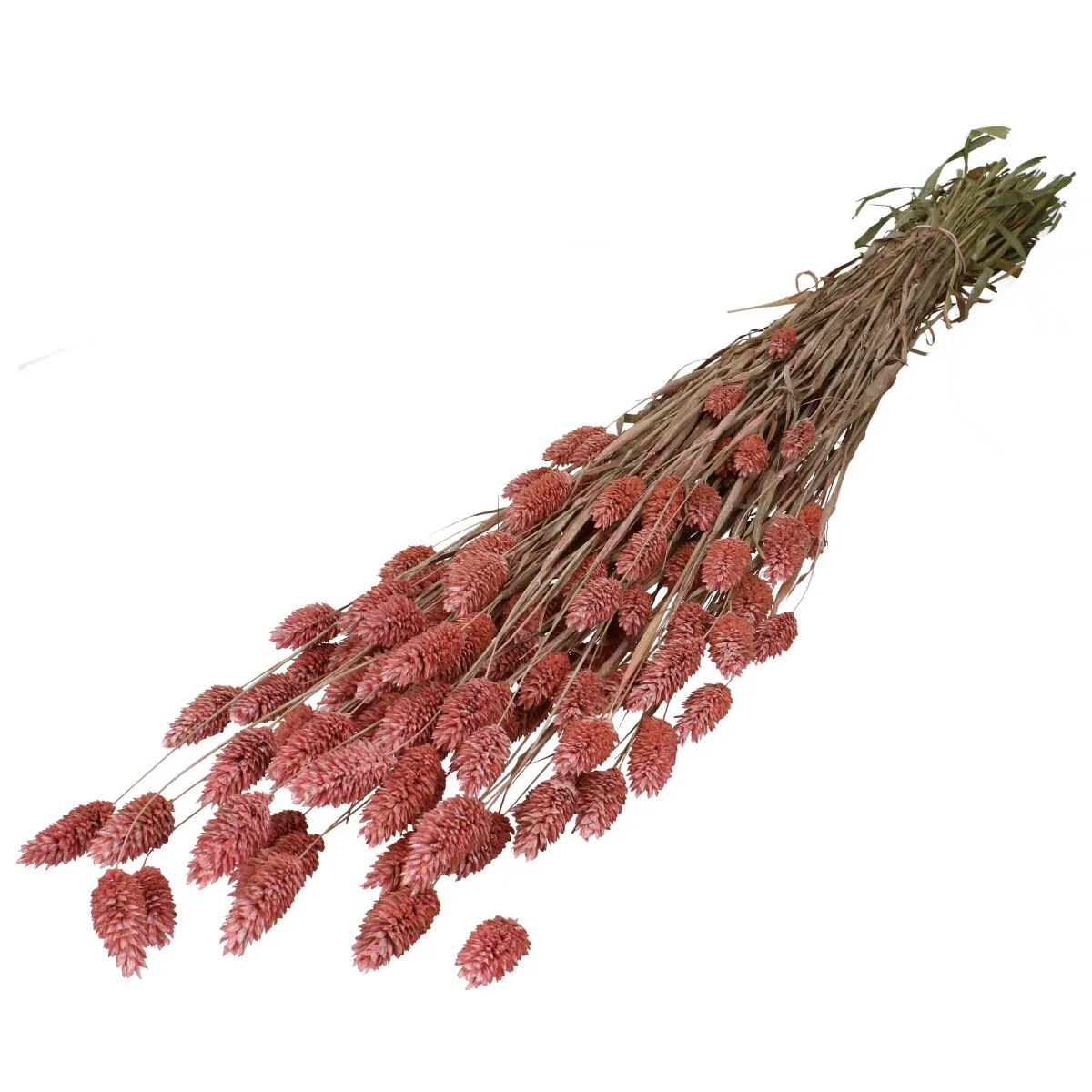 Sušená lesknica ružová 70 cm