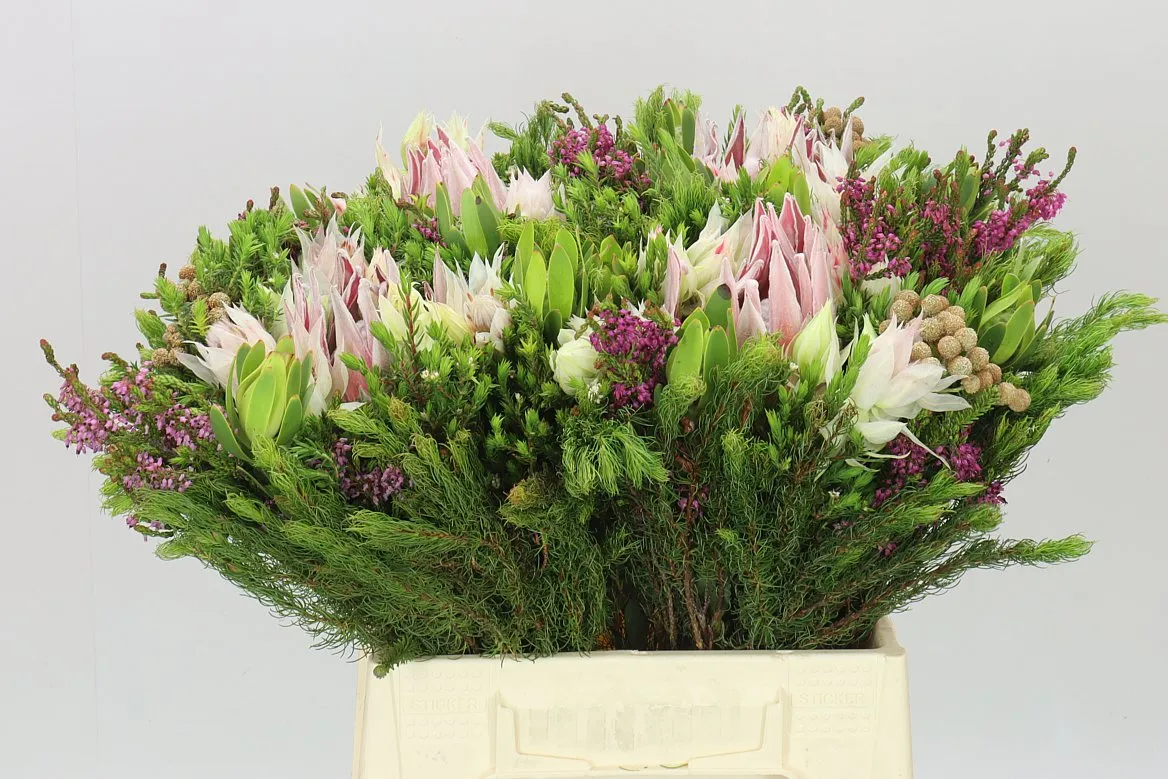 Bq Safari Bridal • 40 cm