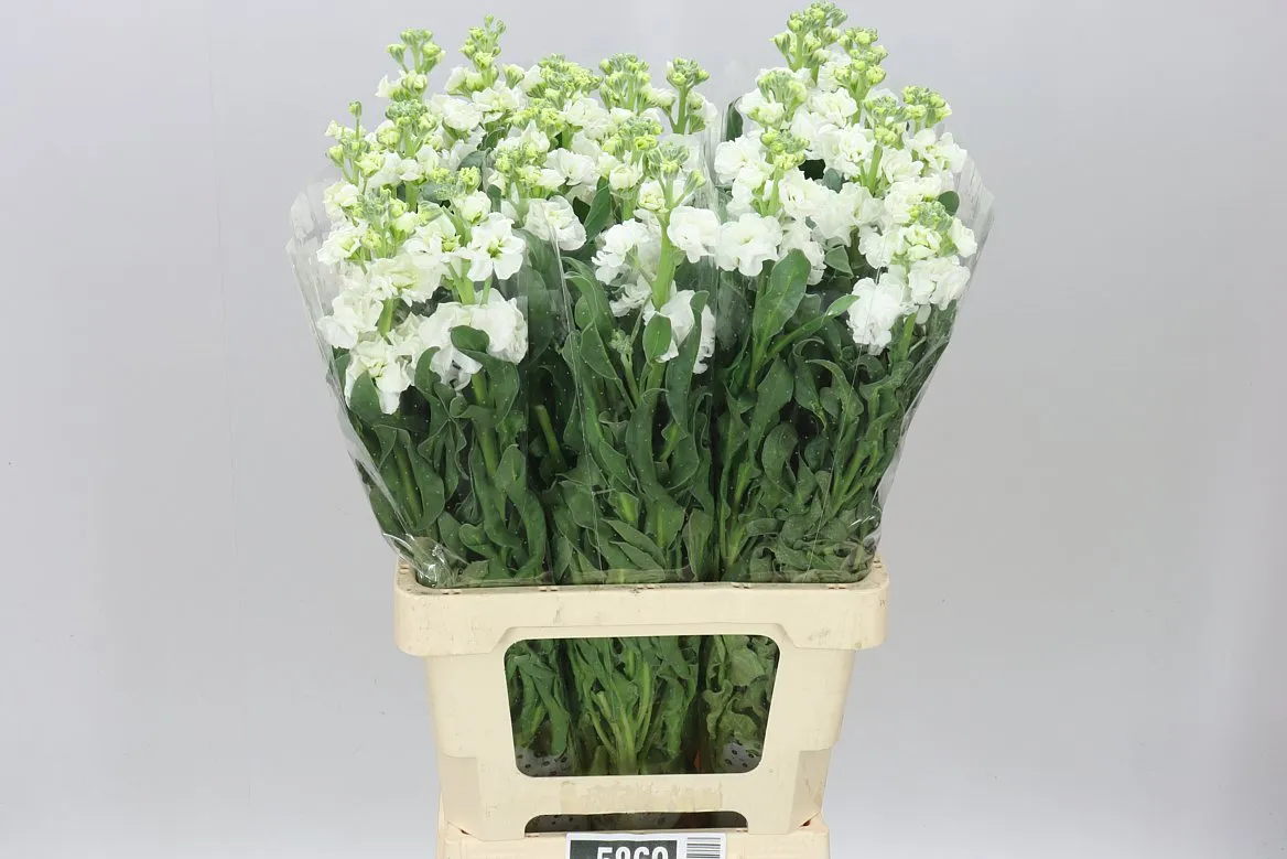 Matthiola White It. Imp • 65 cm