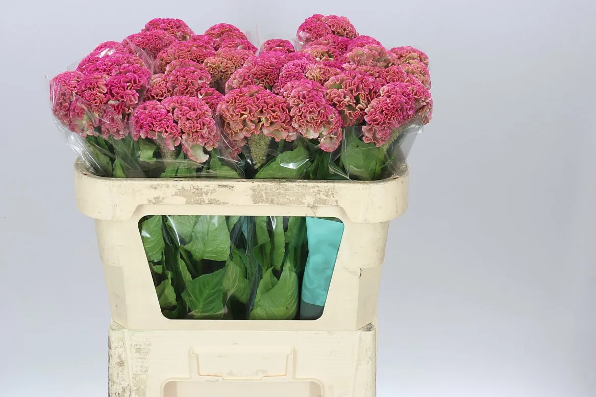 Celosia Reprise Rose • 72 cm