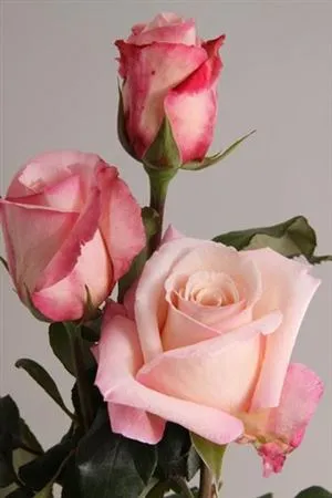 Rosa Gr Ec Anna • 60 cm