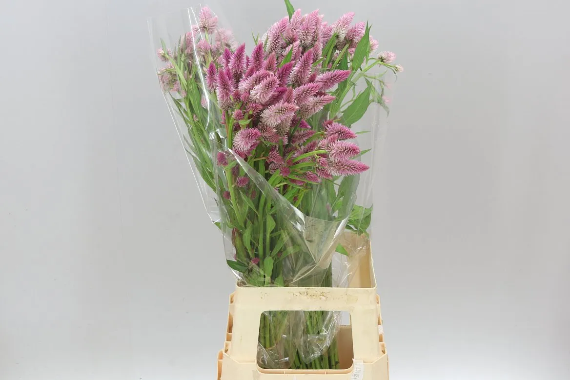 Celózia Celway Pink • 80 cm