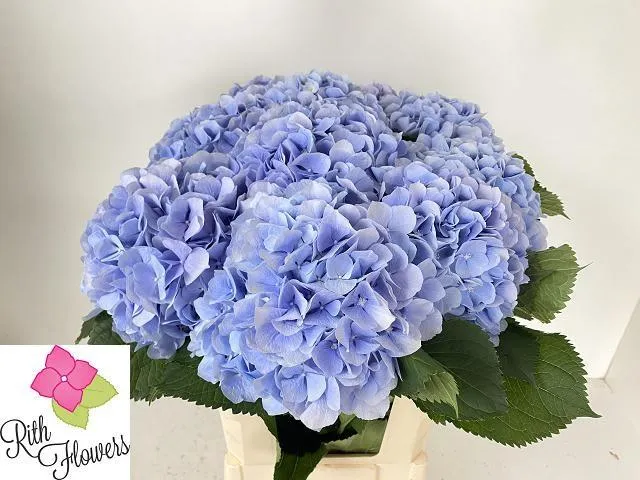 Hydr M Ch Verena Bl • 60 cm