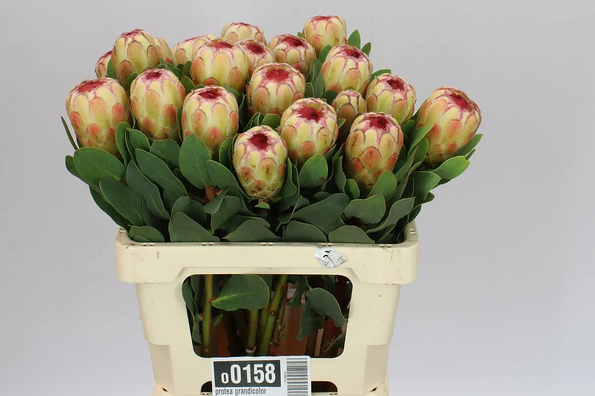Protea Grandicolor • 60 cm