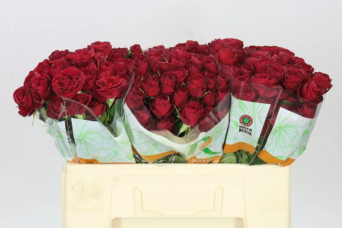 Ruža trsová Red Trendsetter • 50 cm