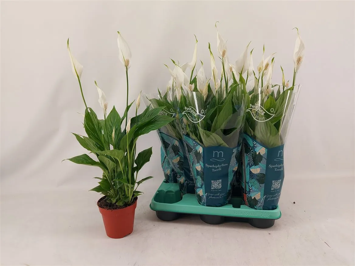 Spathiphyllum Torelli • črepník 12 cm
