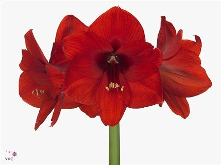 Amarylis Red Lion • 75 cm