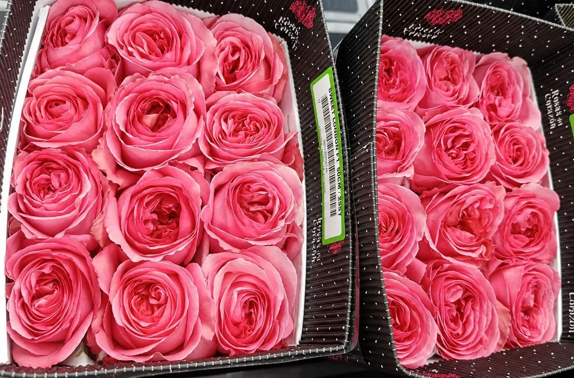 Ruža záhradná Sweet London • 50 cm