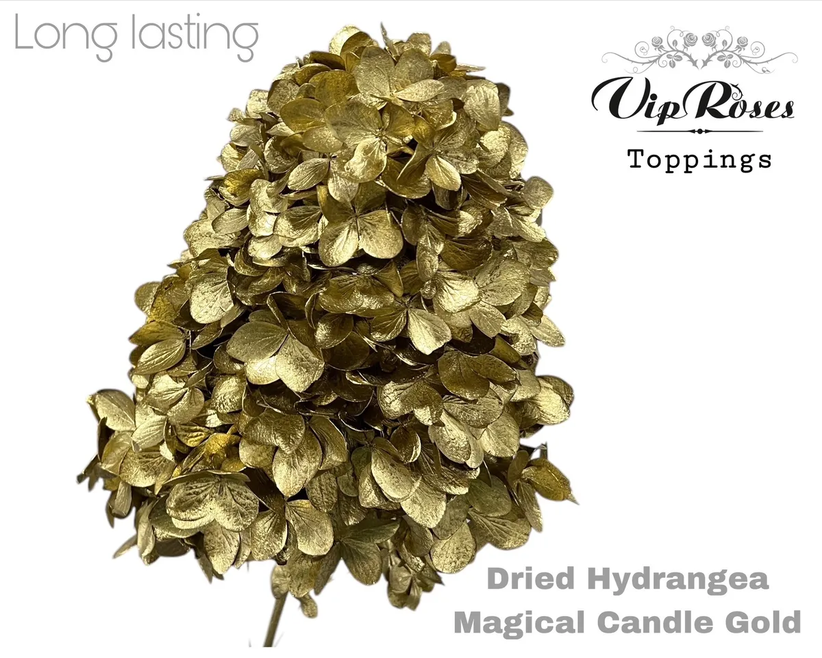 Dried Hydrangea Magical Candle Gold • 70 cm