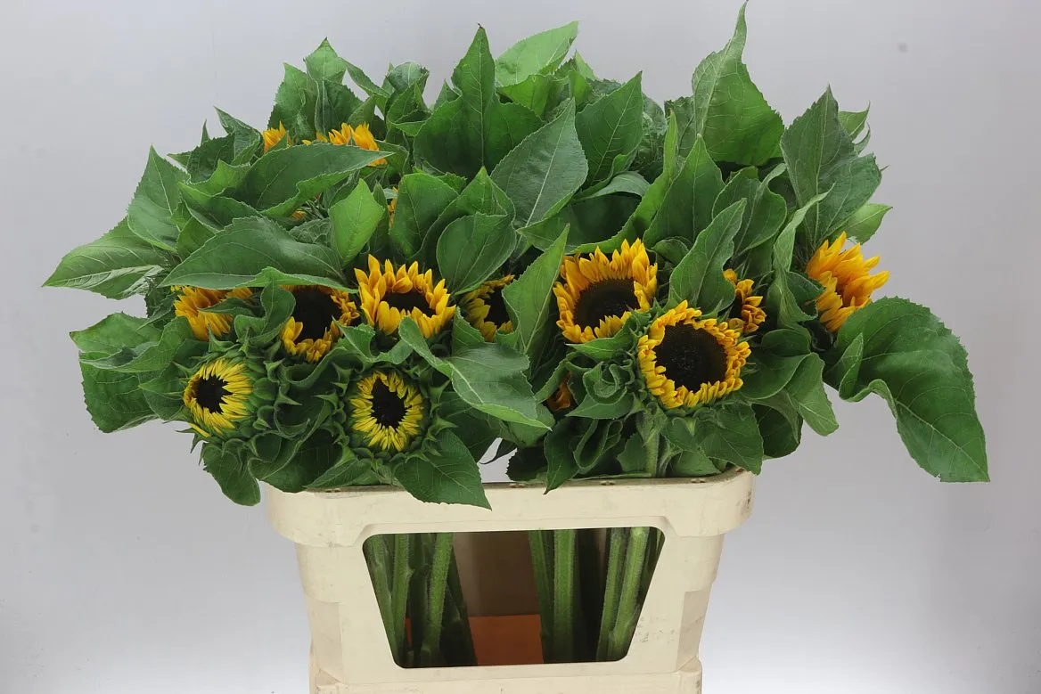 Helianthus A Sun Orange • 80 cm
