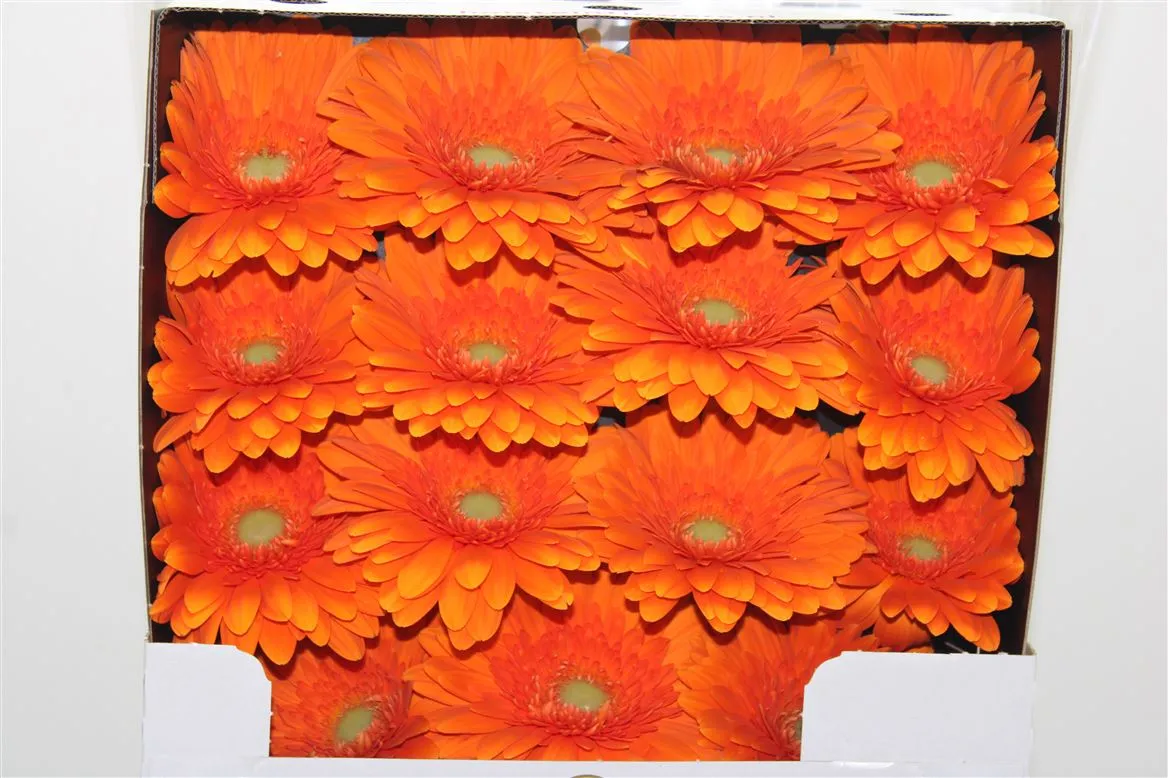 Gerbera Diamond Eureka • 55 cm