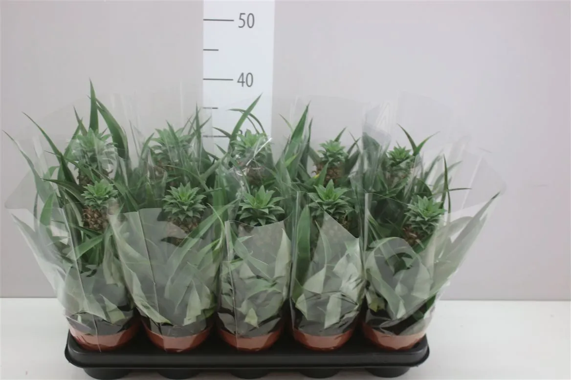 Ananas Mi Amigo • črepník 12 cm